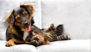 Pet Foods & Supplies