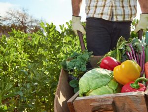 Person wheeling vegetables | lawn & garden supplies are available at Crockett Farm & Fuel