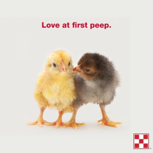 Learn how to prepare for Your Chickens' New Home
