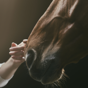 Horse Gastric Care. Woman touching a brown horse's nose.
