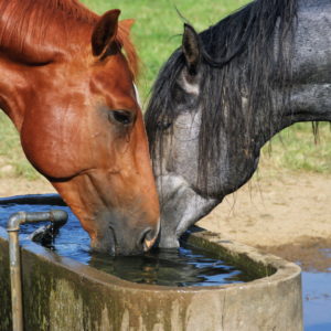 Two horses drinking water from trough.