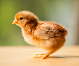 Six Milestones of Chicken Growth Stages