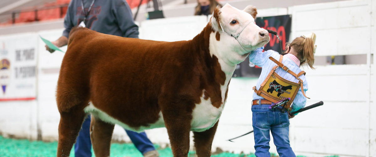 Girl with show steer in show ring