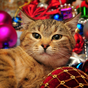 Cat with Christmas Ornaments