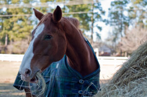 Feeding horses in winter | horse wearing a blanket and eating hay