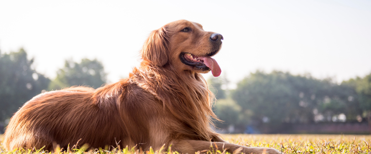 Golden Retriever dog in field