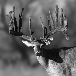 Will Great Nutrition Guarantee Trophy Bucks? Buck deer with large antlers.