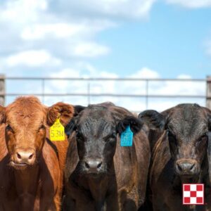 There are certain scenarios where weaning calves early makes sense from both a cow & calf health standpoint and from an economic perspective.