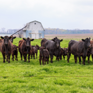 Beef Cattle