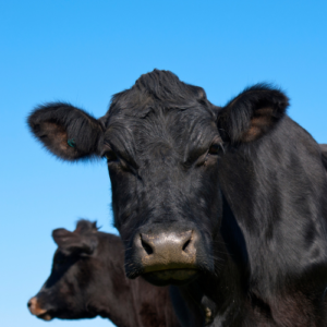 Fortify Lifelong Immunity Through Nutrition. Beef Cow.
