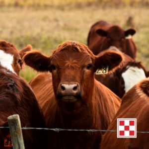 Beyond The Bag. Herd of brown cows.