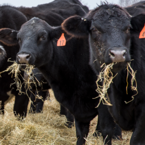 Cows eating hay. Hay Waste in Winter.