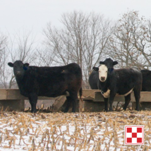 Cows in Winter