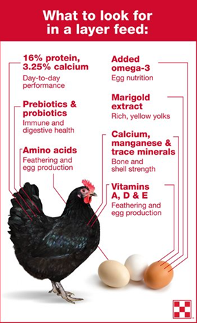 chicken layer feed nutrients graphic