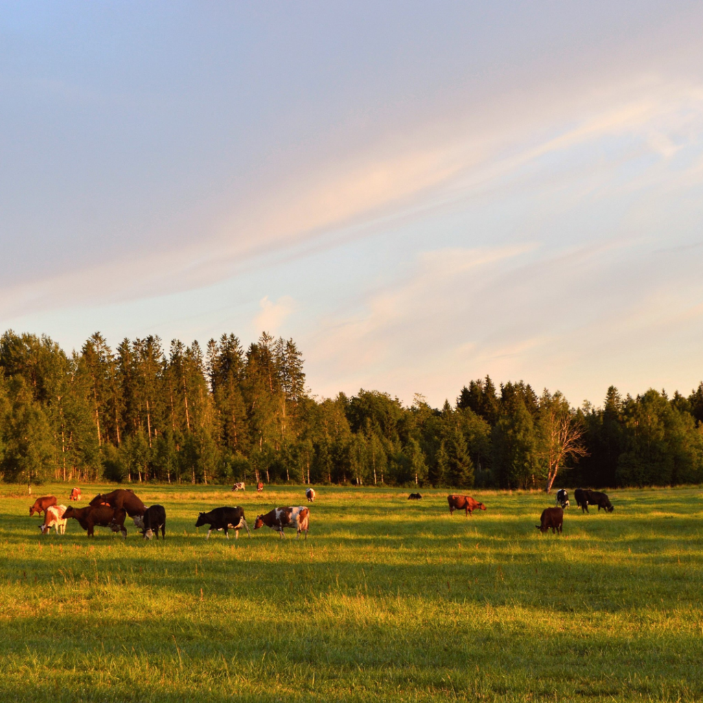 Fall pasture management tips | Crockett Farm & Fuel