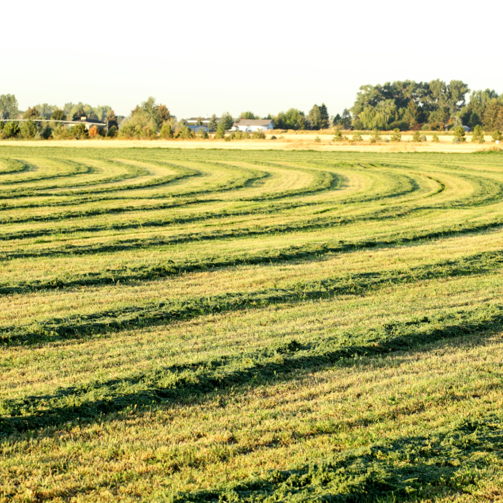 A freshly harvested hay field - they must've followed our 5 Essential Tips for Harvesting High-Quality Hay!