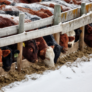 cattle eating feed with frosty ground - when it's frosty it's definitely time to think about Supplementing Your Livestock's Diet