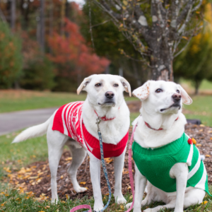 Dogs in holiday sweaters, follow our Holiday Pet Tips to keep your beloved friends safe!
