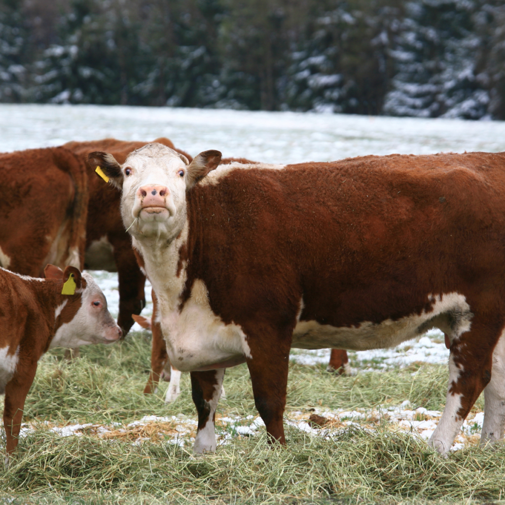 Livestock Grazing in Winter